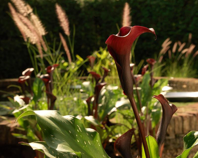 Calla 'Schwarzwalder'
