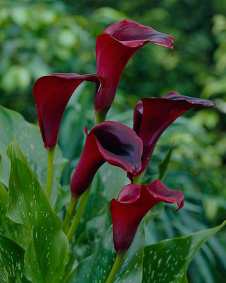Calla 'Schwarzwalder' Calla 'Schwarzwalder'