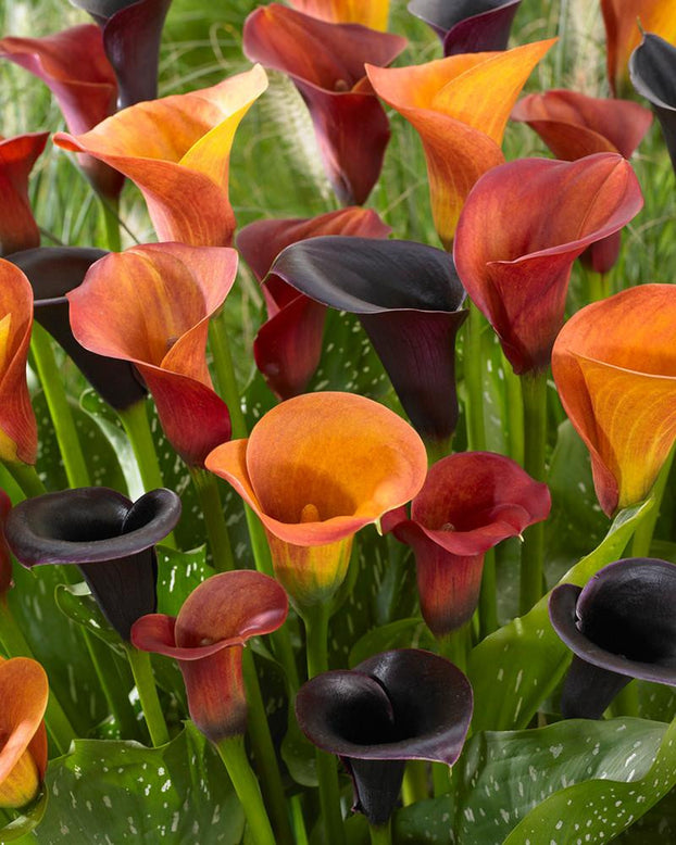 Calla collection 'Tiger'