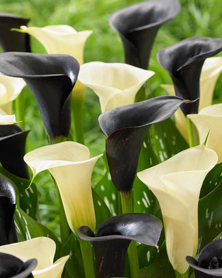 Calla collection 'Zebra' Calla collection 'Zebra'