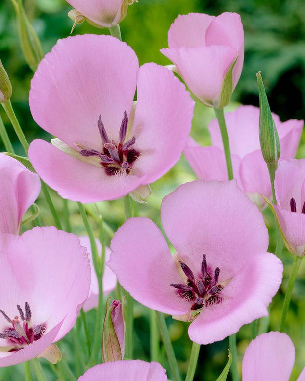 Calochortus 'Cupido'