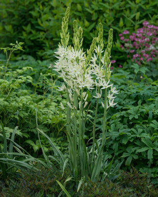 Camassia 'Alba' Camassia 'Alba'