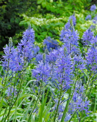 Camassia 'Blue Donau' Camassia 'Blue Donau'