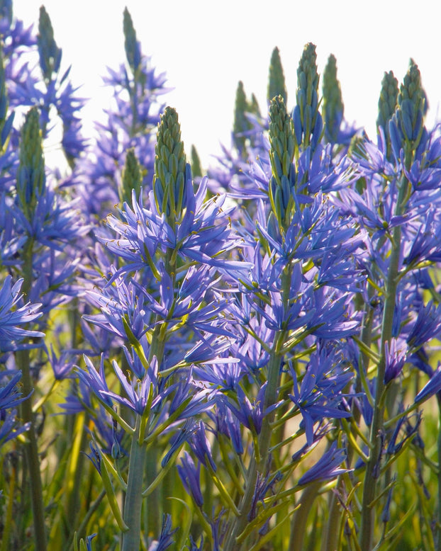Flower Bulbsleichtlinii Blue Donau Bulbs UK - 1