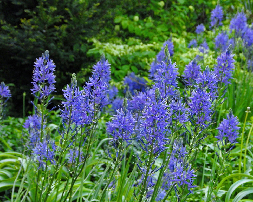 Flower Bulbsleichtlinii Blue Donau Bulbs UK - 2