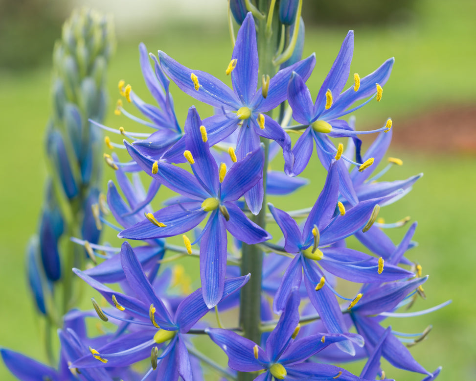 Camassia 'Caerulea'