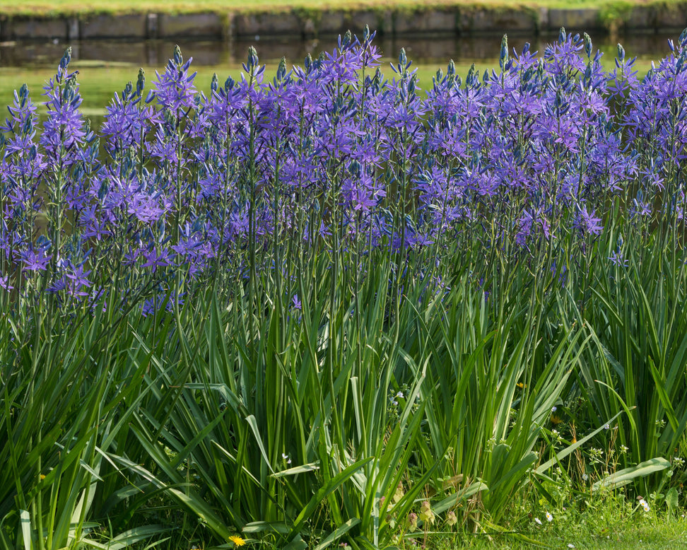 Camassia 'Caerulea'