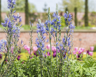 Camassia quamash Camassia quamash