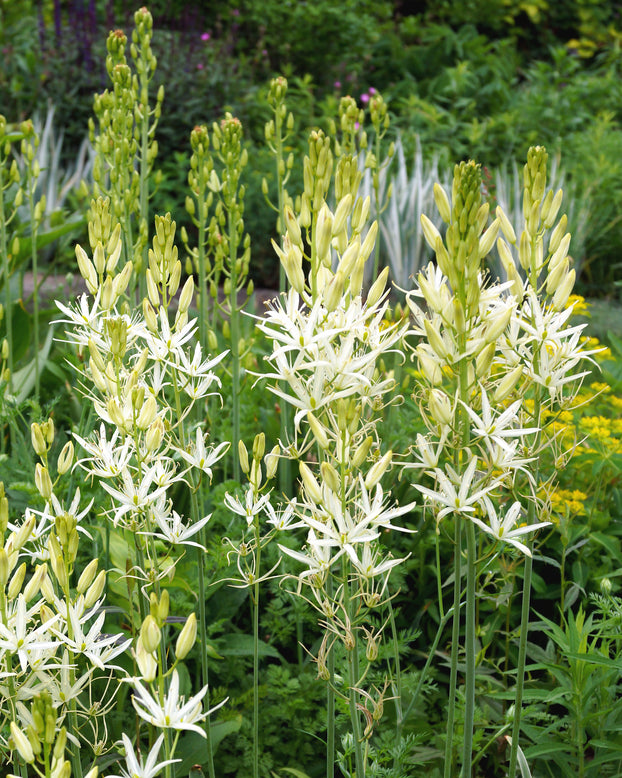 Camassia 'Sacajawea'