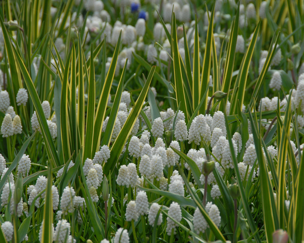 Camassia 'Sacajawea'