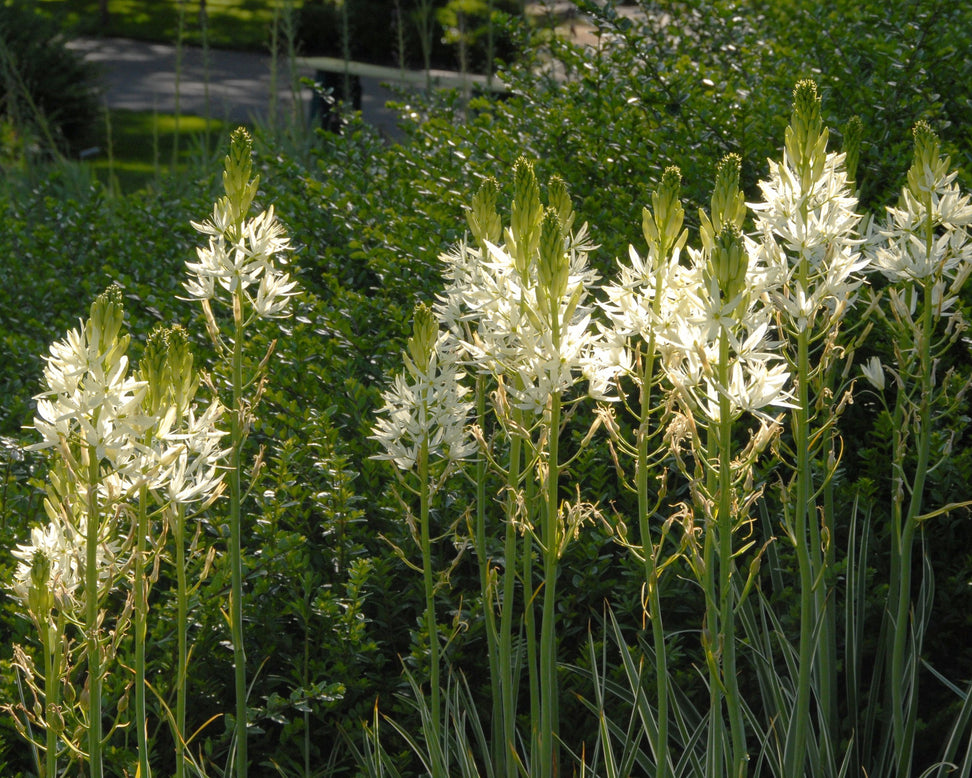 Camassia 'Sacajawea'