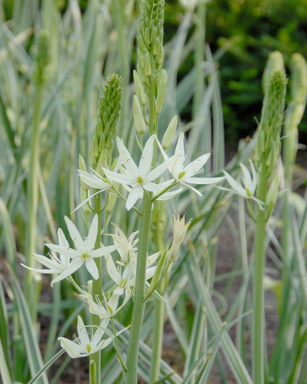 Camassia 'Sacajawea'