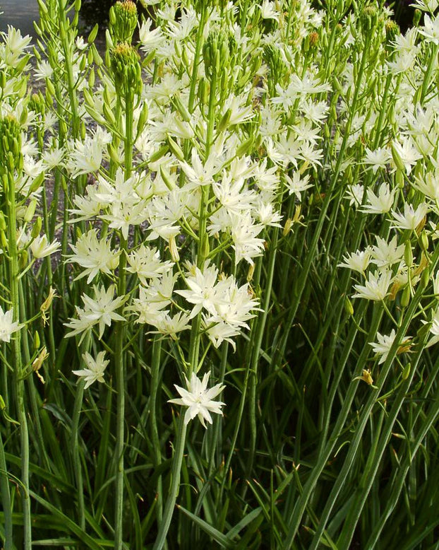 Camassia 'Semiplena'