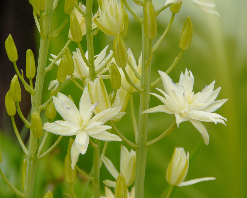 Camassia 'Semiplena'