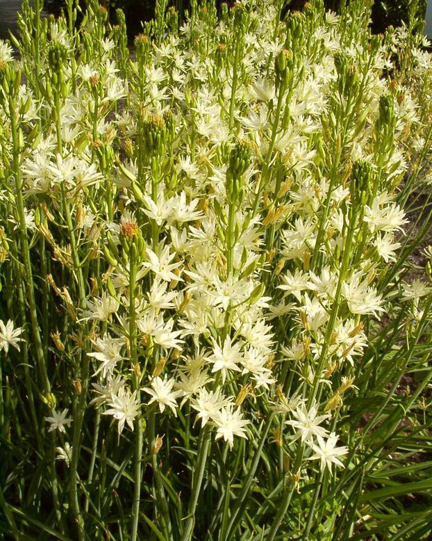 Camassia 'Semiplena'