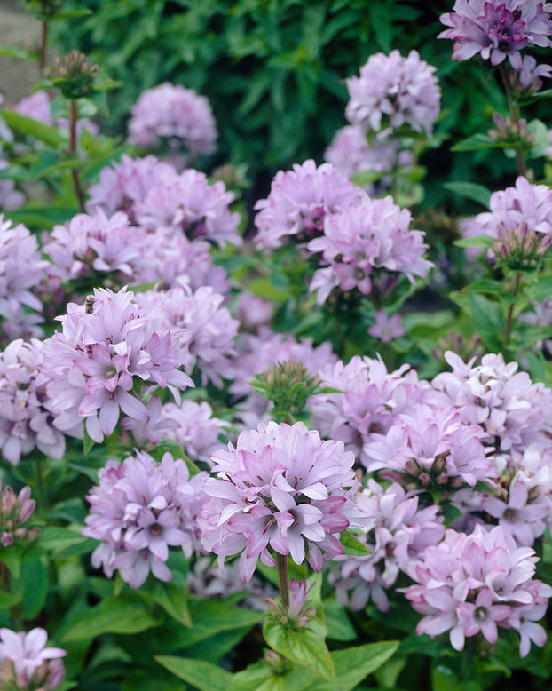 Campanula 'Caroline'