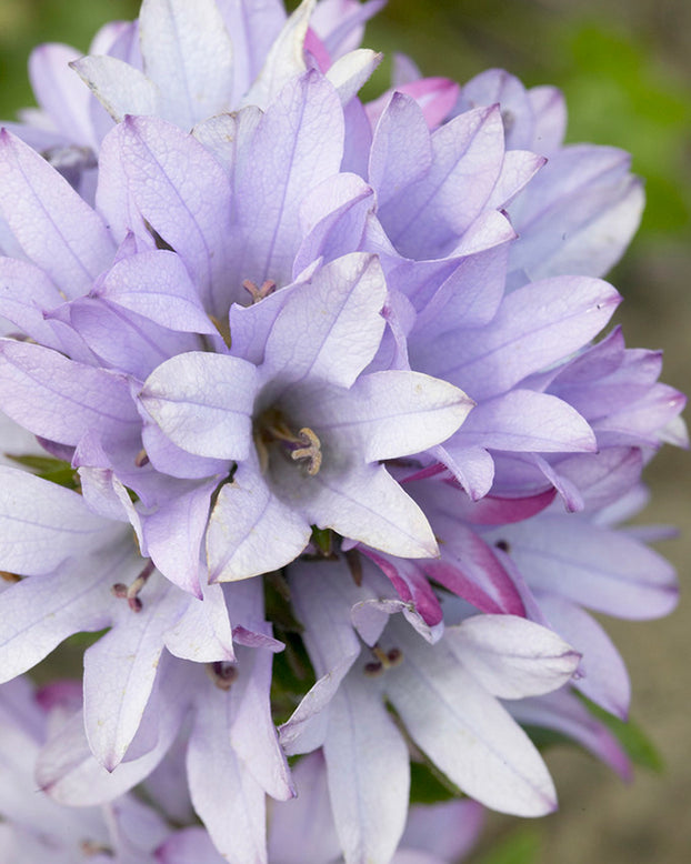 Campanula 'Caroline'