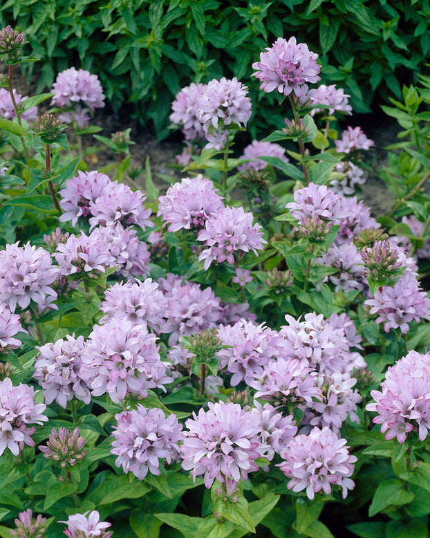 Campanula 'Caroline'