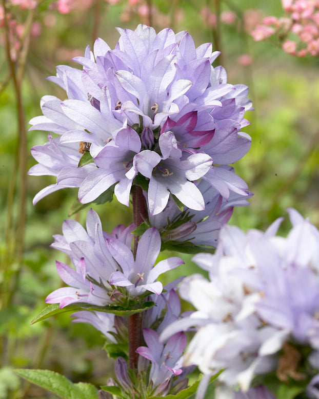 Campanula 'Caroline'