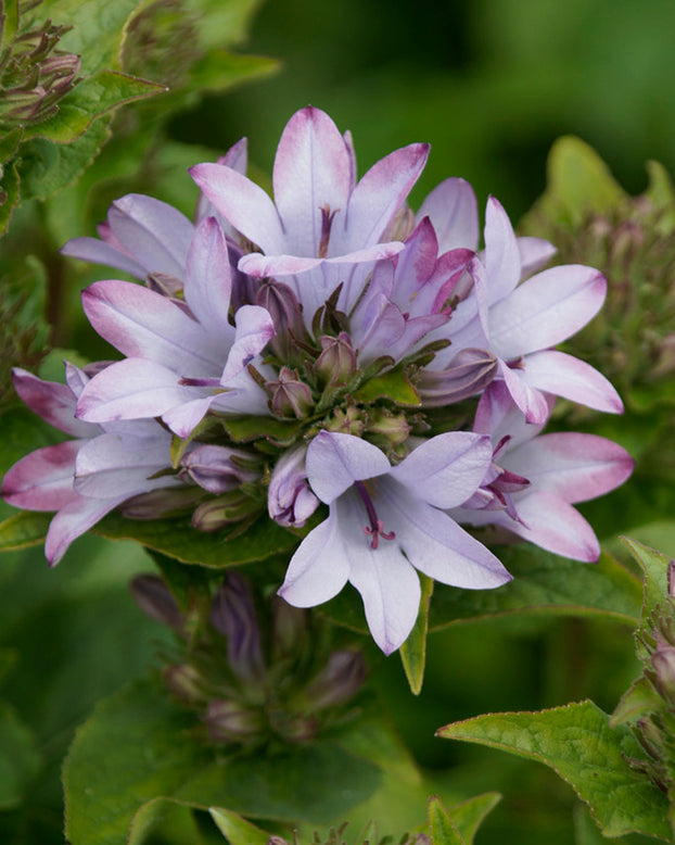 Campanula 'Caroline'