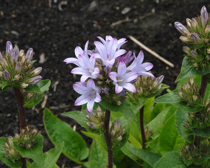 Campanula 'Caroline'