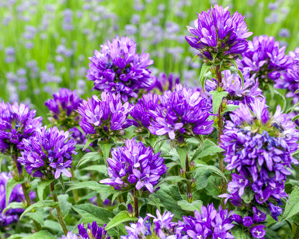 Campanula 'Superba'