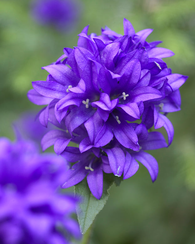 Campanula 'Superba'