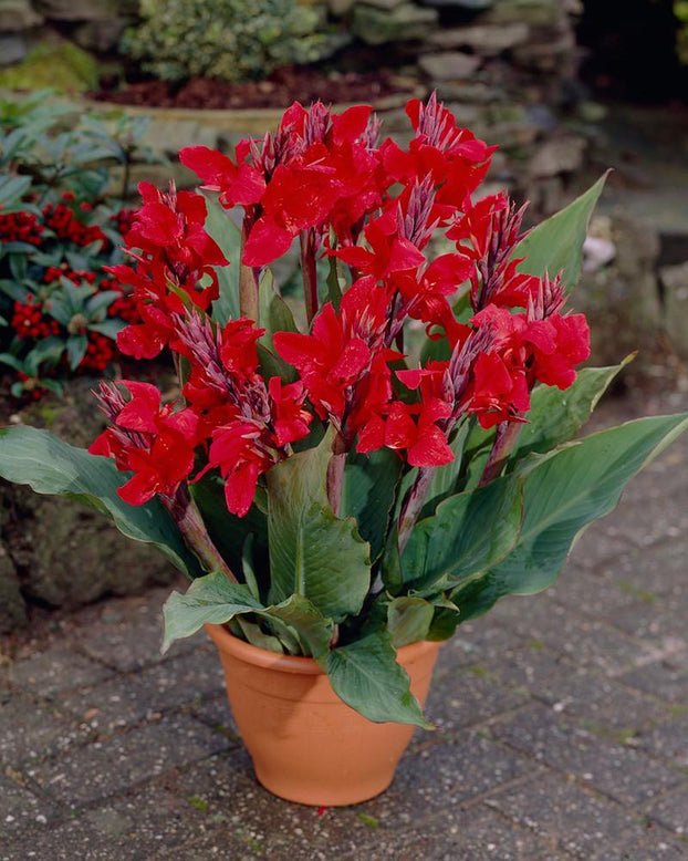 Canna 'Cherry Red'