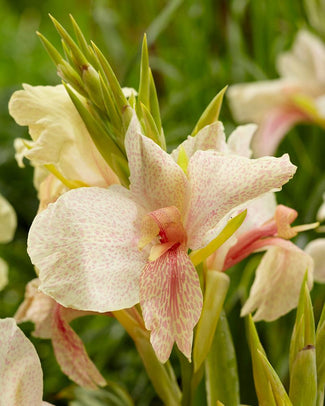 Canna 'Fantasy' Canna 'Fantasy'