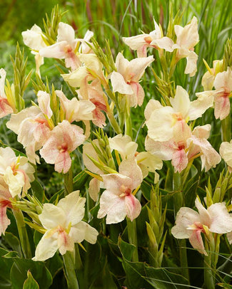 Canna 'Fantasy' Canna 'Fantasy'