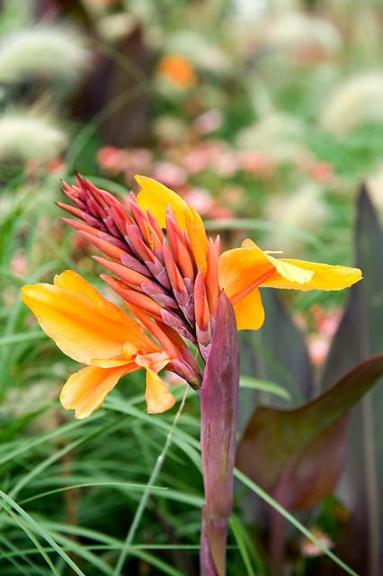 Canna 'Louis Cottin'