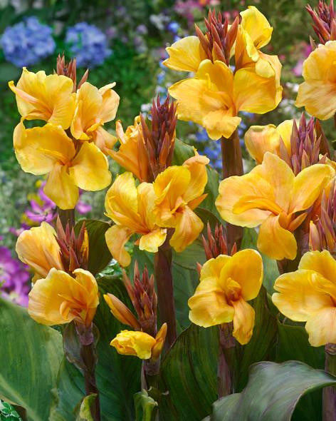 Canna 'Louis Cottin'