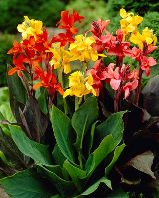 Canna 'Mixed Colours' Canna 'Mixed Colours'