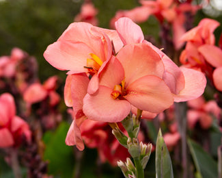 Canna 'Pink Princess' Canna 'Pink Princess'