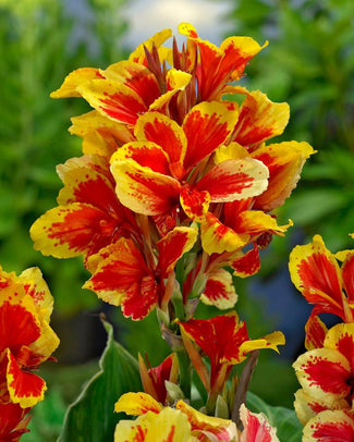 Canna 'Reine Charlotte' Canna 'Reine Charlotte'