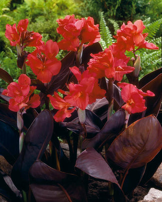 Canna 'Rose Futurity' Canna 'Rose Futurity'