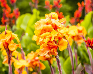 Canna 'Wyoming' Canna 'Wyoming'