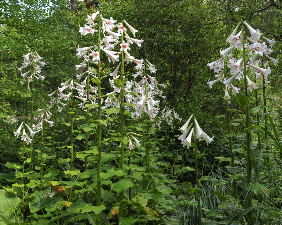 Cardiocrinum giganteum