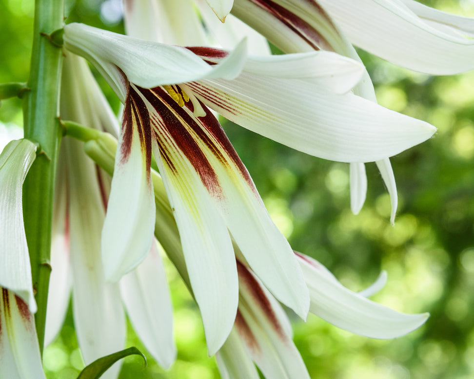 Cardiocrinum giganteum