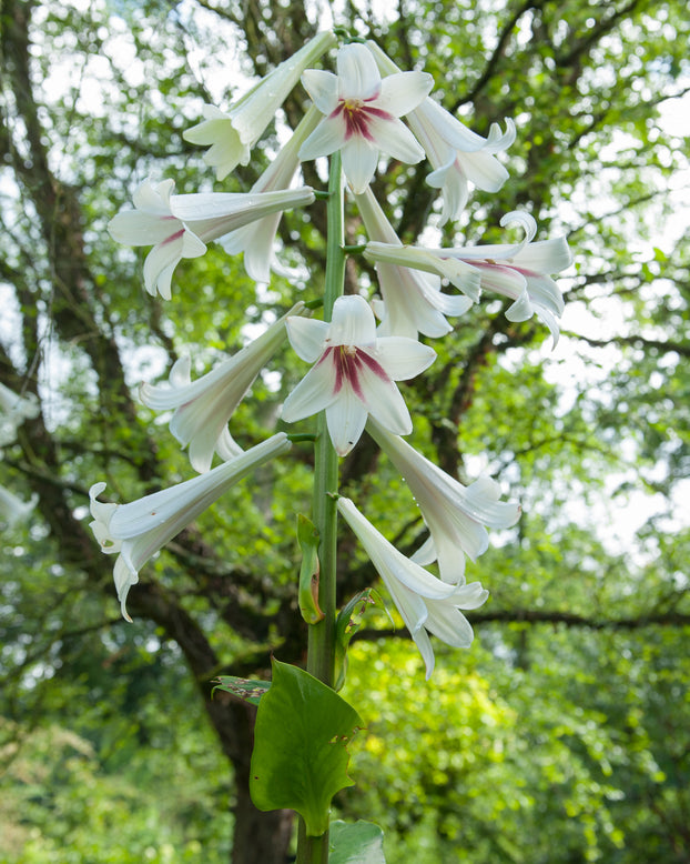 Cardiocrinum giganteum
