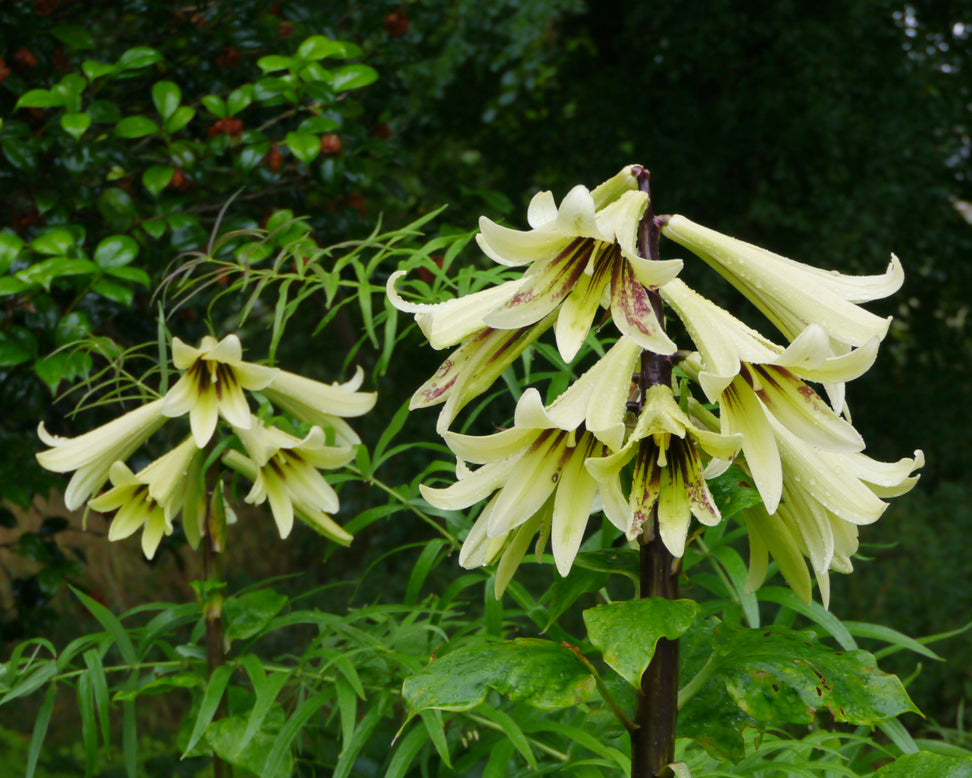 Cardiocrinum giganteum