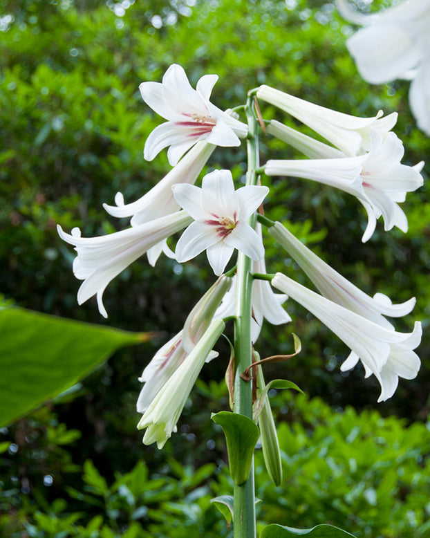 Cardiocrinum giganteum