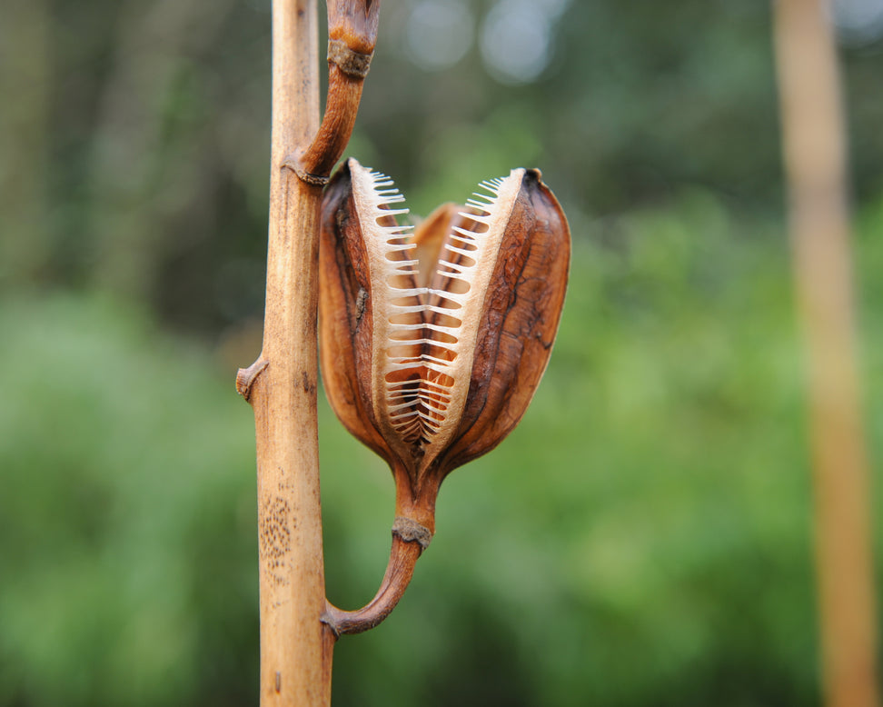 Cardiocrinum giganteum