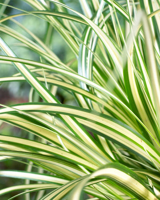 Carex 'Evergold' Carex 'Evergold'