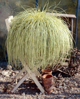 Carex 'Evergold' Carex 'Evergold'