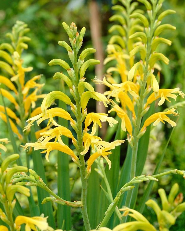 Chasmanthe 'Ducktii'