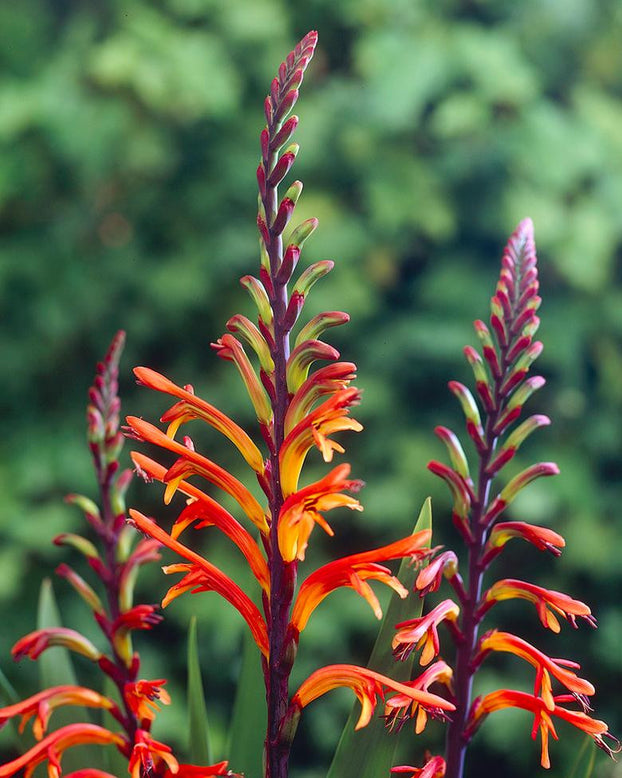 Chasmanthe floribunda