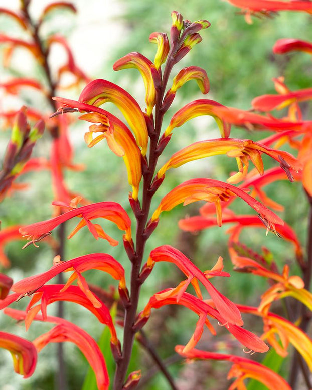 Chasmanthe 'Saturnus'