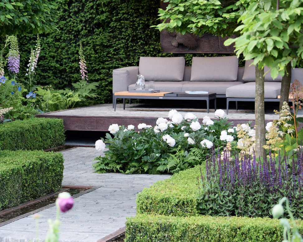 Paeonia 'Shirley Temple'