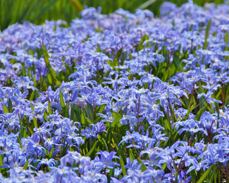 Chionodoxa luciliae Flower BulbsLuciliae Bulbs UK - 1